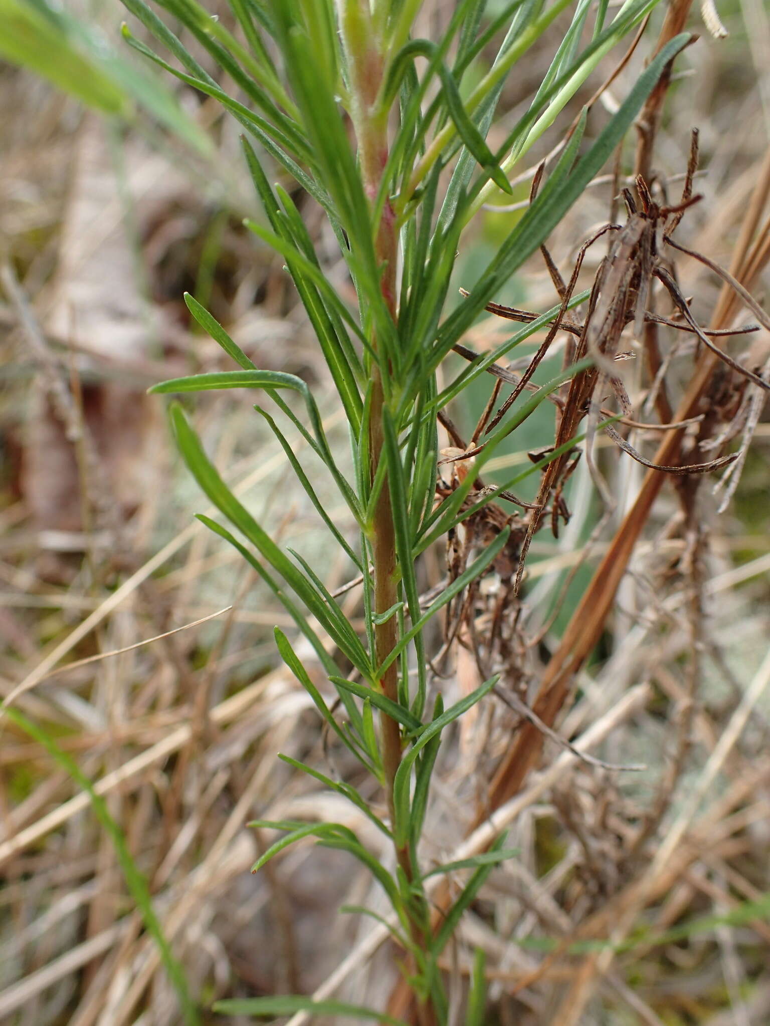 Oenothera linifolia Nutt.的圖片