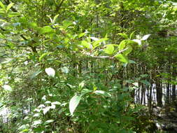 Image of Viburnum erubescens Wall.