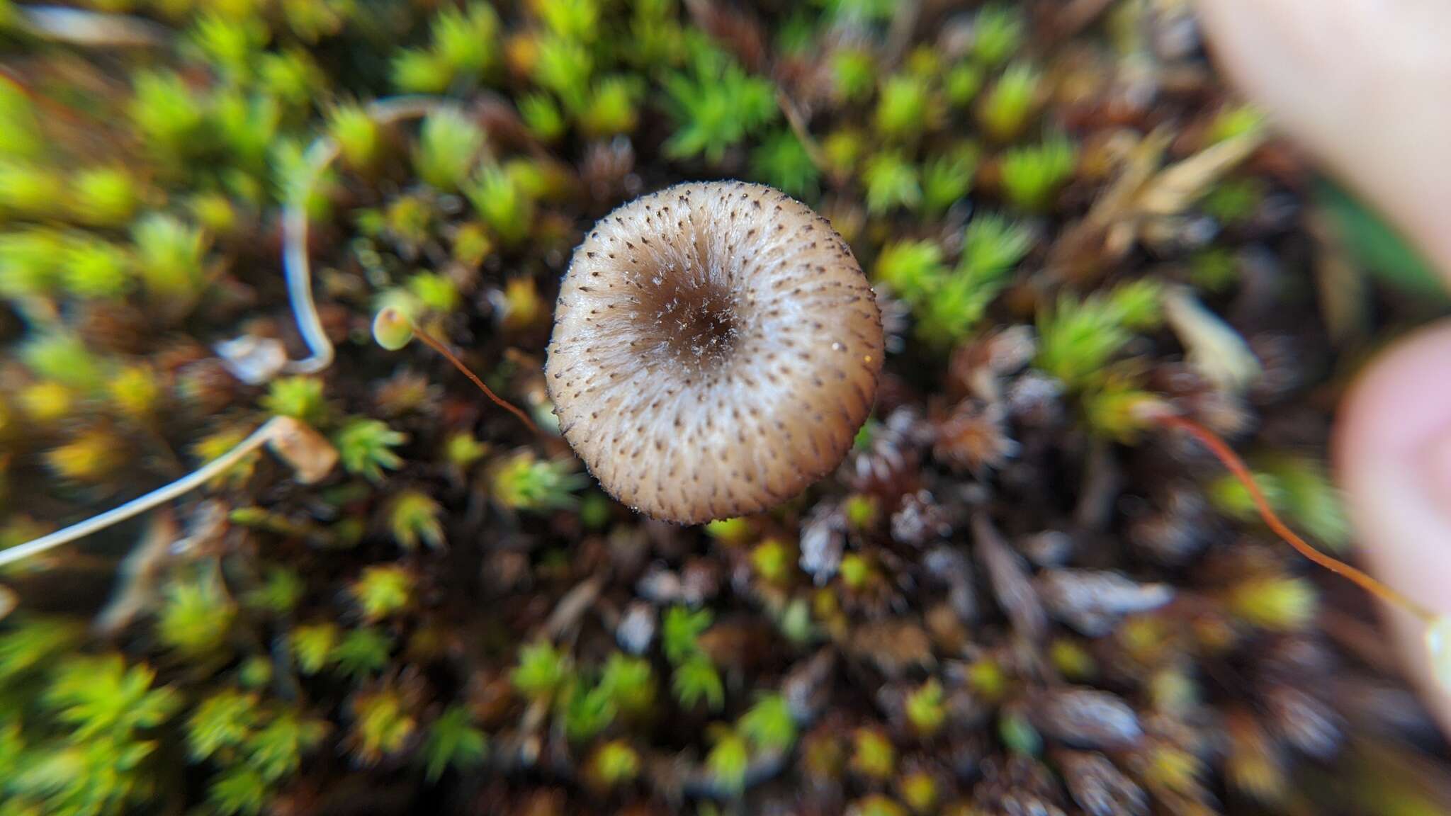 Слика од Pseudoarmillariella