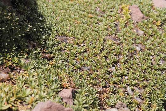 Image of Azorella ruizii G. M. Plunkett & A. N. Nicolas