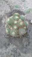 Imagem de Mammillaria mainiae K. Brandegee