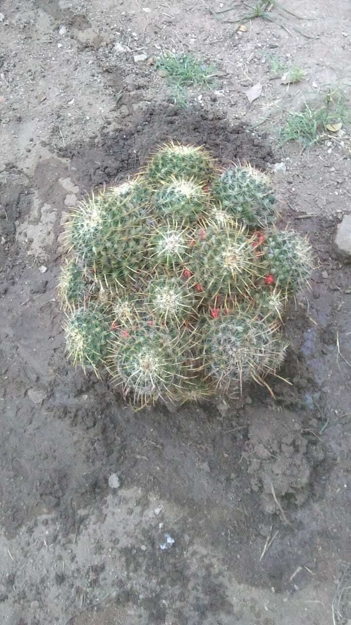 Imagem de Mammillaria mainiae K. Brandegee