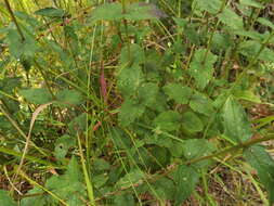 Image of rough boneset