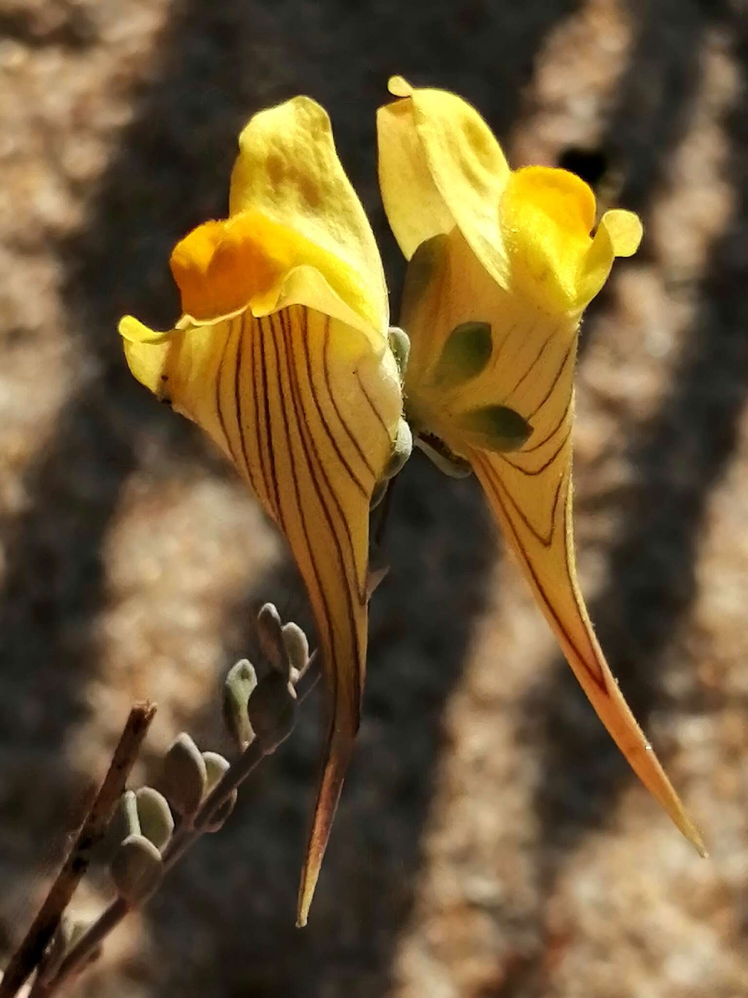 Plancia ëd Linaria polygalifolia Hoffmgg. & Link