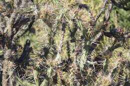 Image of Cylindropuntia molesta subsp. molesta