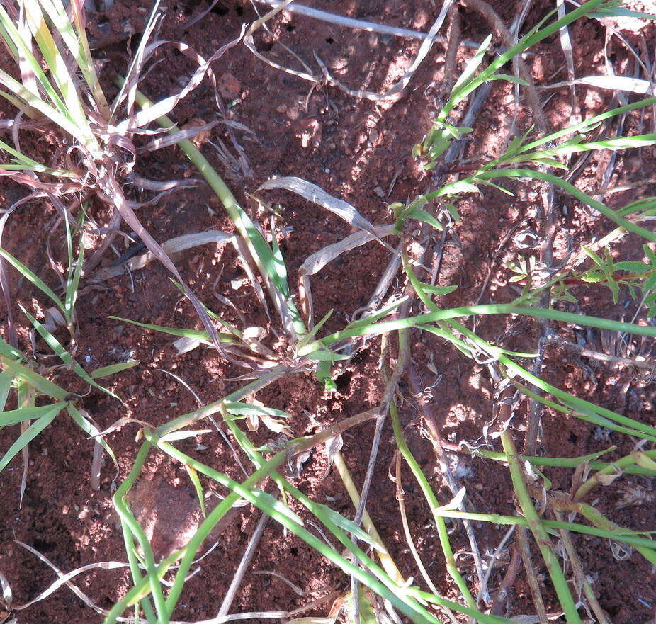 Image of Wahlenbergia virgata Engl.