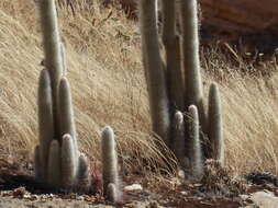 Image of Espostoa blossfeldiorum (Werderm.) Buxb.