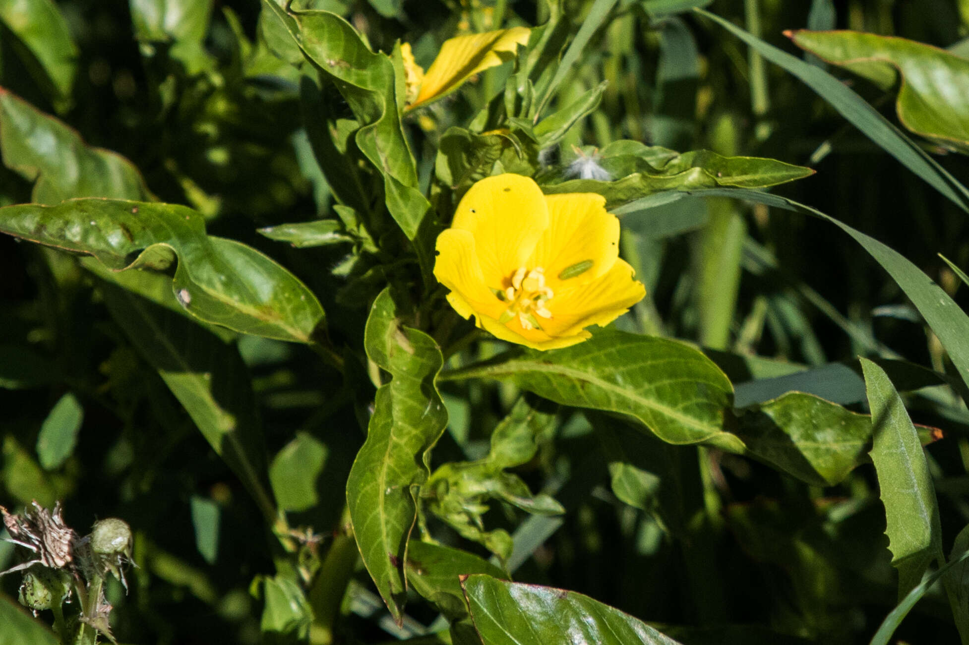 Ludwigia grandiflora var. hexapetala (Hook. & Arn.) D. B. Ward resmi