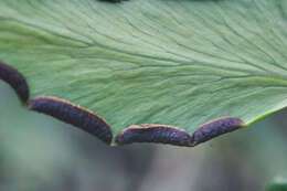 Adiantum petiolatum Desv.的圖片