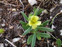 Image of Helianthemum ledifolium (L.) Miller