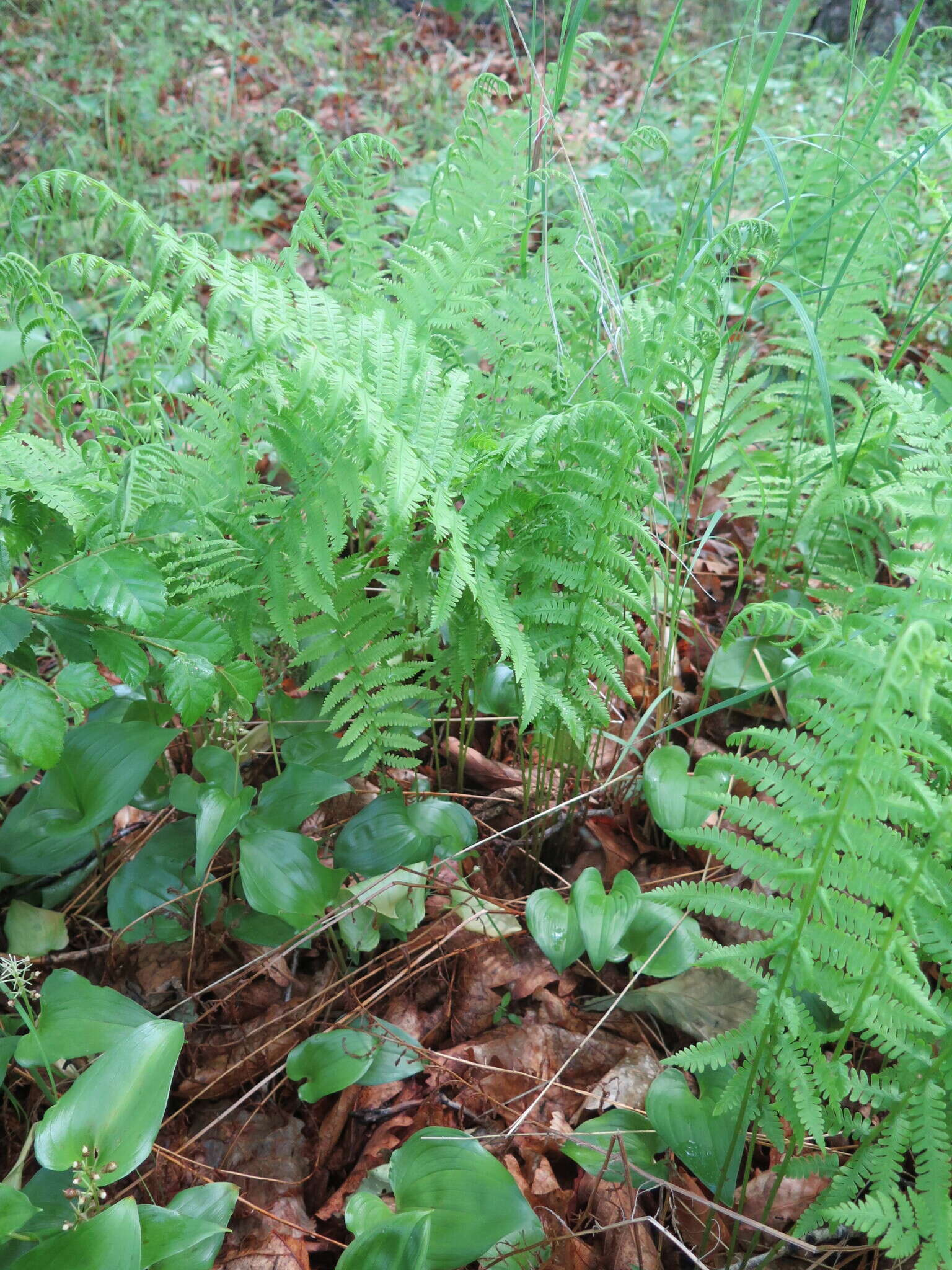 Image of Coryphopteris nipponica (Franch. & Sav.) S. E. Fawc. & A. R. Sm.