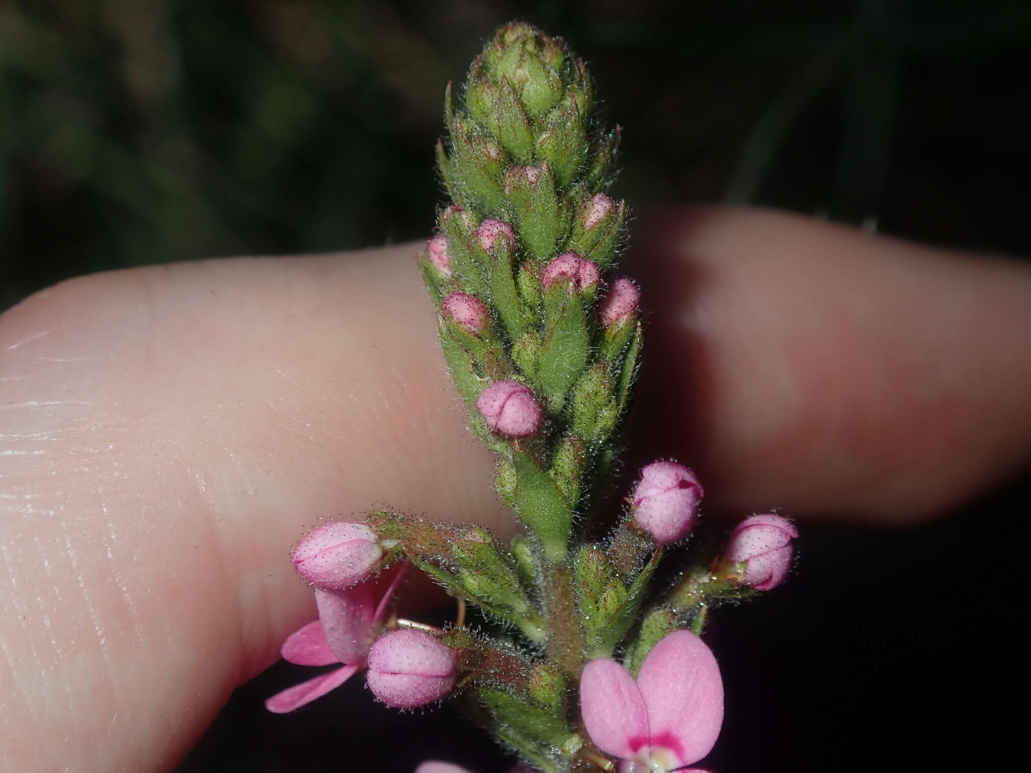 Image de Stylidium elongatum Benth.