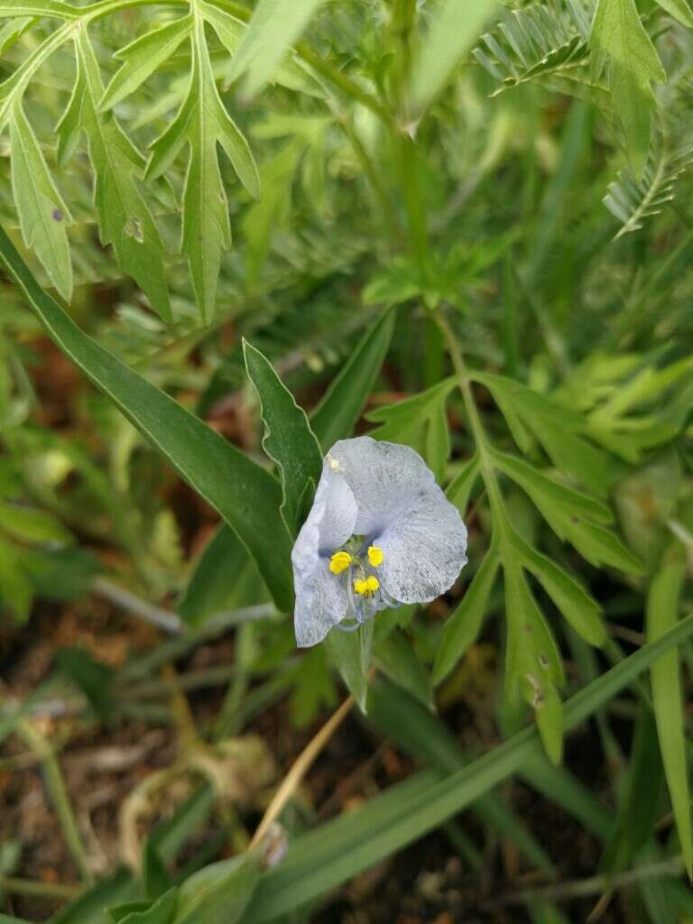 Commelina erecta subsp. livingstonii (C. B. Clarke) J. K. Morton的圖片