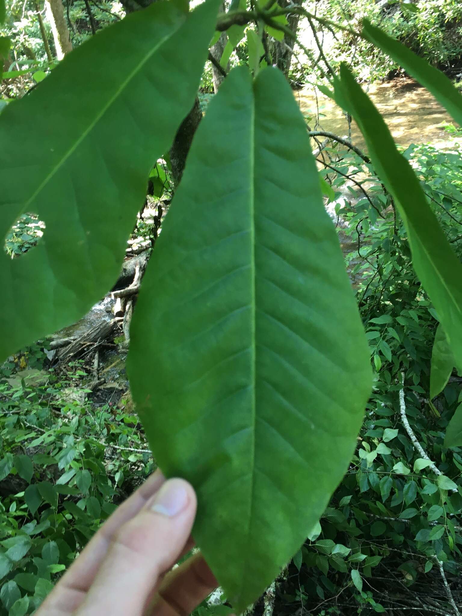 Image of Ear-Leaf Umbrella Tree