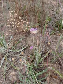 Image of Jurinea longifolia DC.