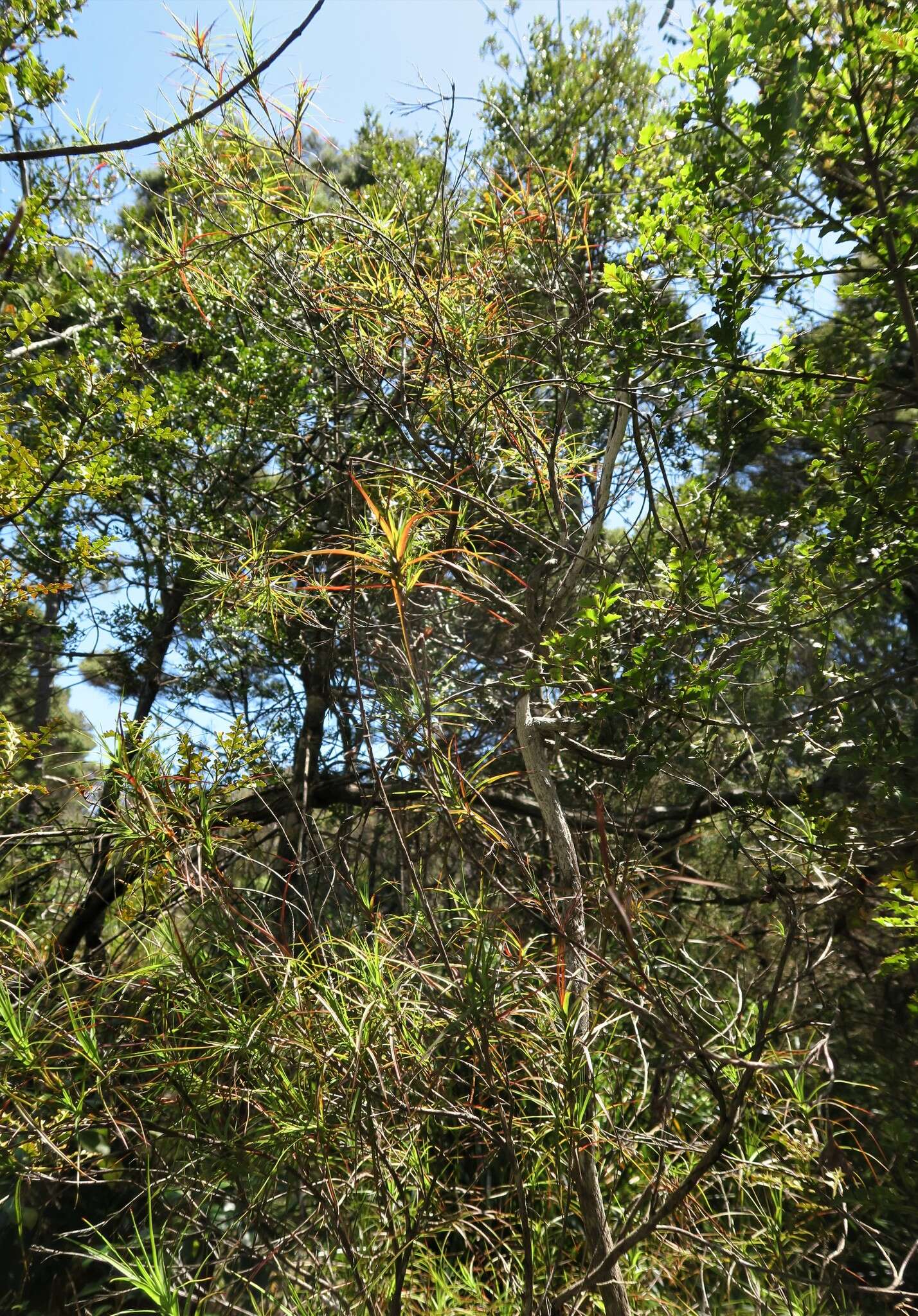 Image de Dracophyllum sinclairii Cheeseman