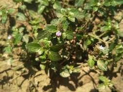 Image of Justicia procumbens L.