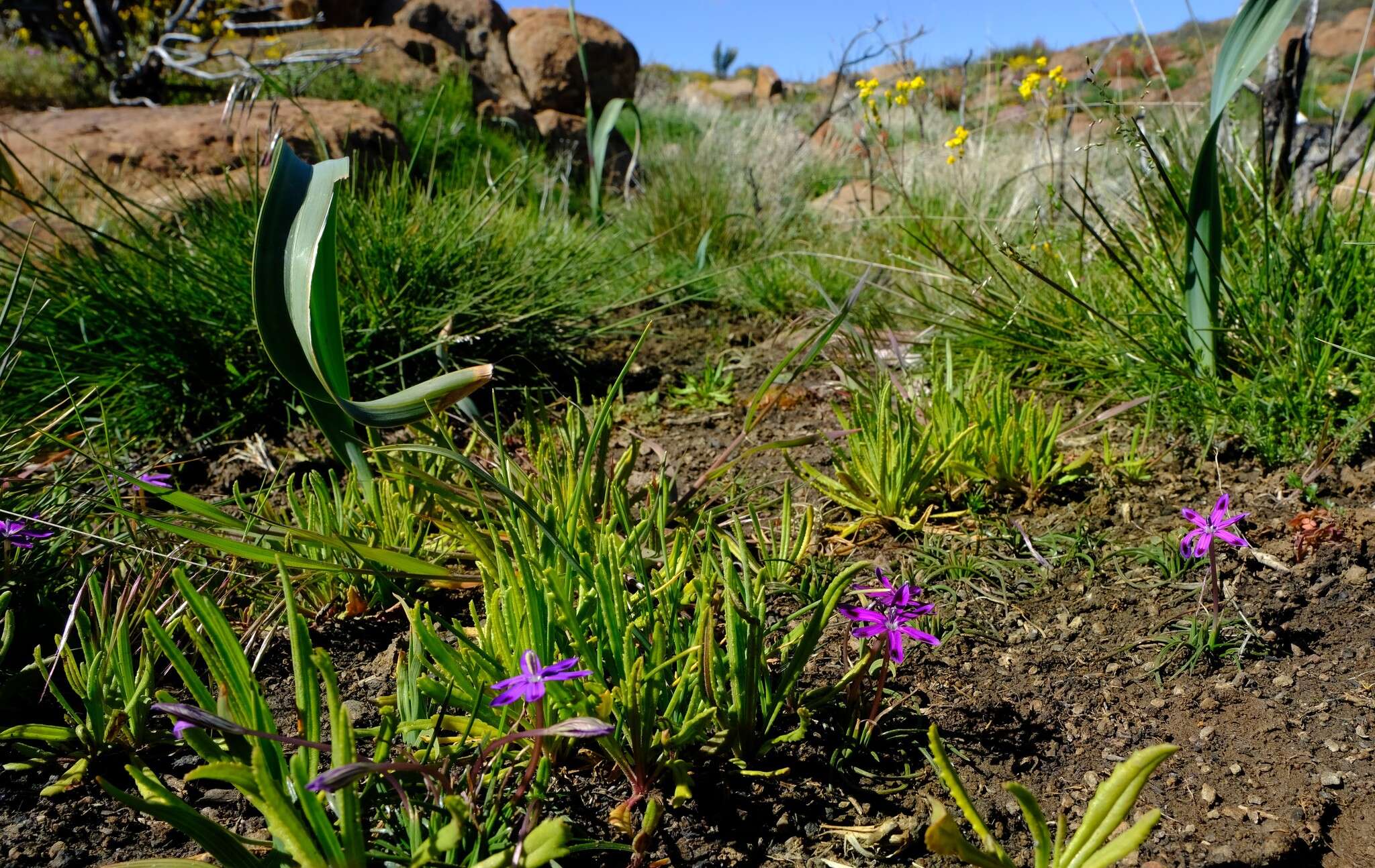 Image of Romulea hantamensis (Diels) Goldblatt