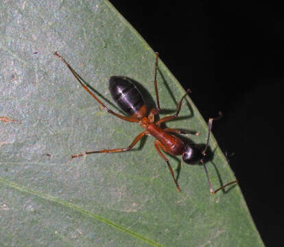 Plancia ëd Camponotus consobrinus (Erichson 1842)