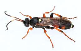 Image of Ichneumon sarcitorius Linnaeus 1758