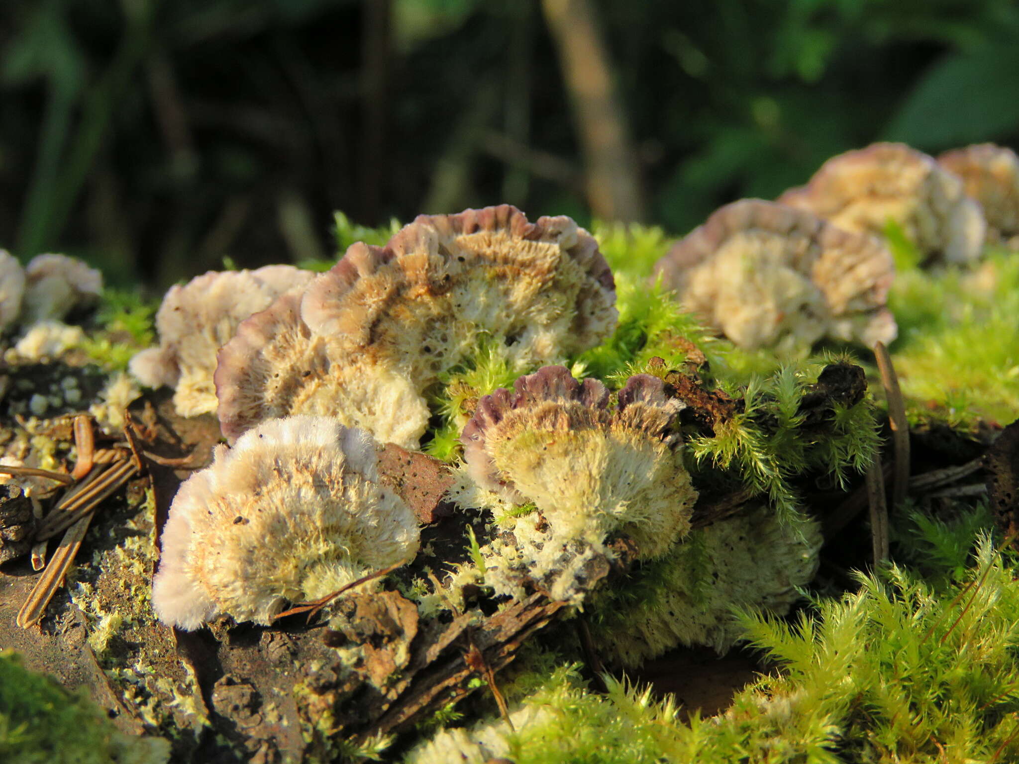 Image de Polypore violet