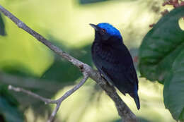 Image of Blue-crowned Manakin