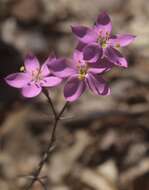 Image of Gyrandra chironioides Griseb.