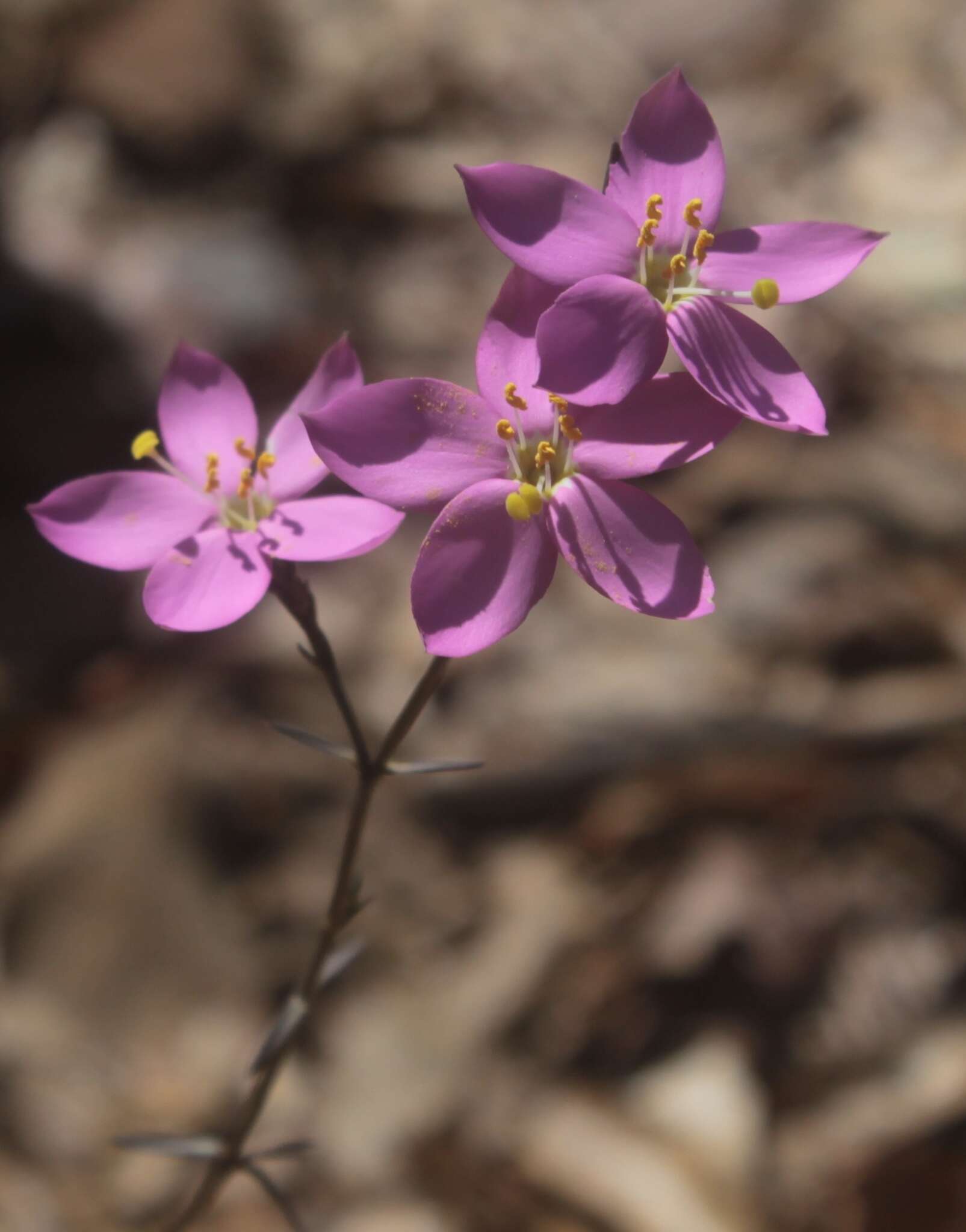 Image of Gyrandra chironioides Griseb.