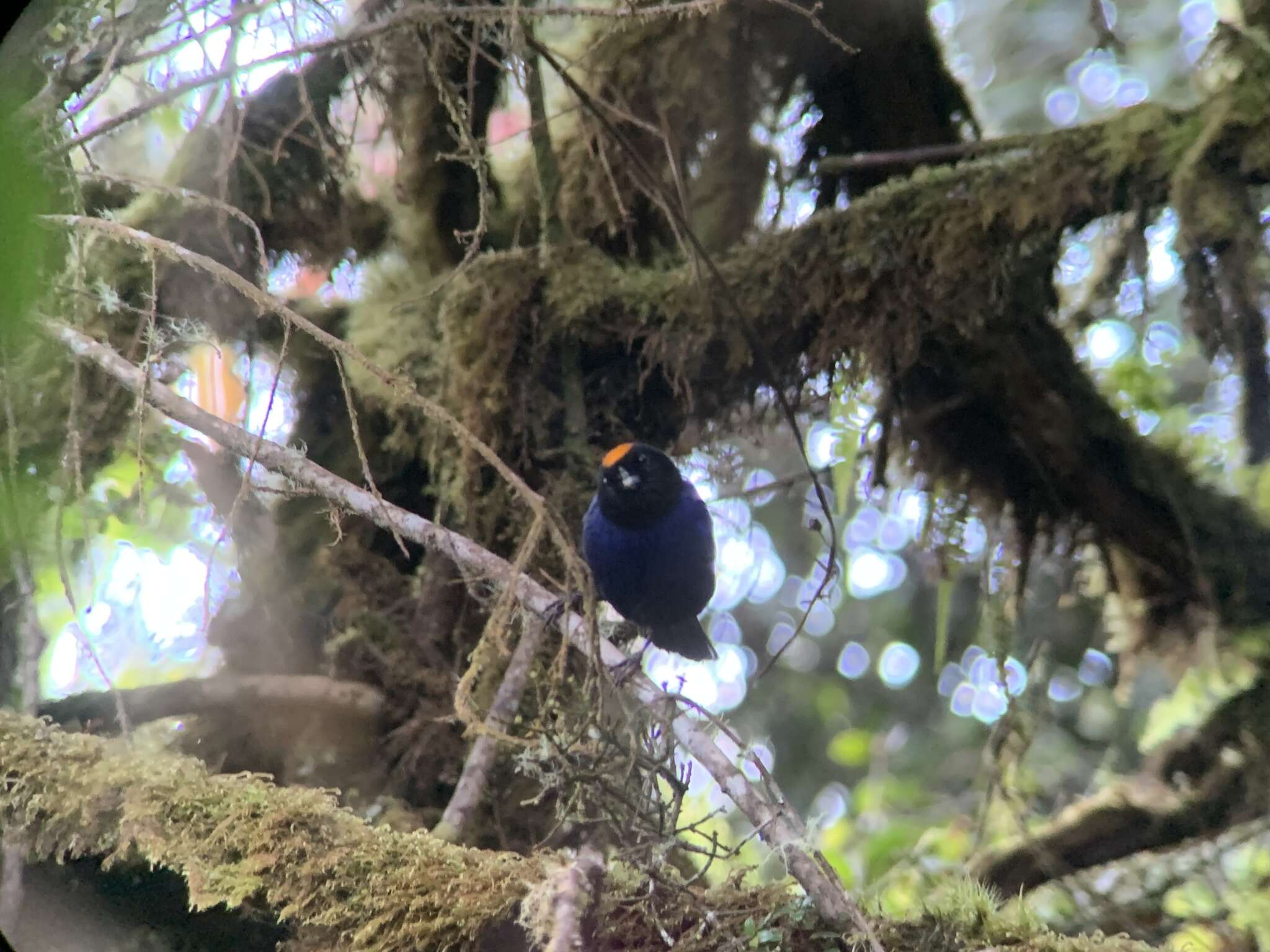 Imagem de Iridosornis rufivertex (Lafresnaye 1842)