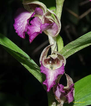 Brachycorythis helferi (Rchb. fil.) Summerh.的圖片