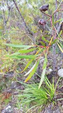 Image of Hakea eriantha R. Br.