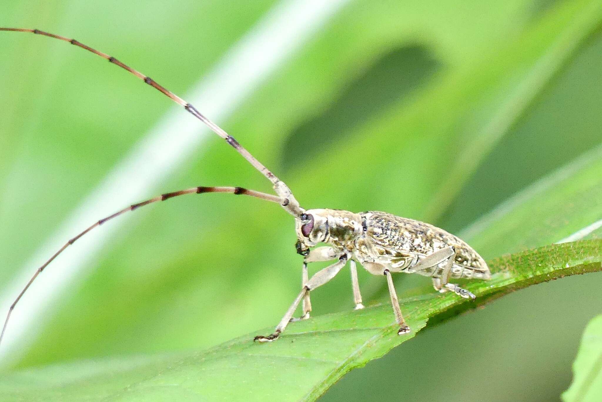 Image of Acalolepta permutans (Pascoe 1857)