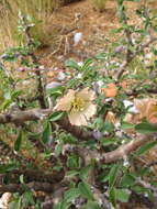 Image of Monsonia salmoniflora (Moffett) F. Albers