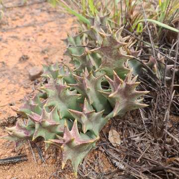 Sivun Ceropegia melanantha (Schltr.) Bruyns kuva