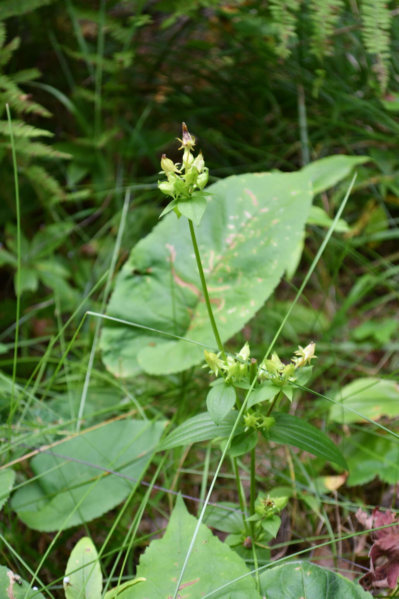 Image of American spurred gentian