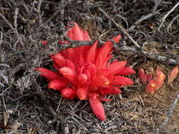 Image of Hyobanche glabrata Hiern