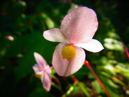 Image of hardy begonia