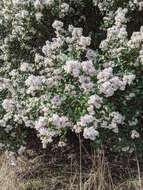 Image of island ceanothus