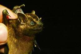 Image of Velvety Fruit-eating Bat