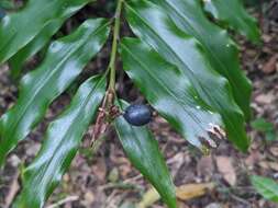 Image de Alpinia arundelliana (F. M. Bailey) K. Schum.