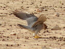 Falco chicquera horsbrughi Gunning & Roberts 1911 resmi