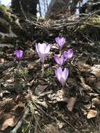 Image of Crocus neapolitanus (Ker Gawl.) Loisel.