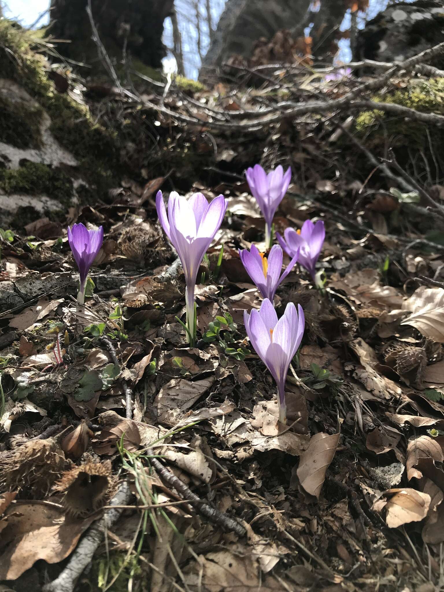 Image of Crocus neapolitanus (Ker Gawl.) Loisel.