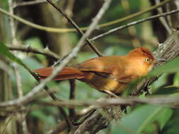 Image of Henna-capped Foliage-gleaner