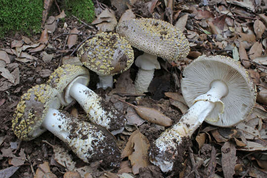 Image of Amanita franchetii (Boud.) Fayod 1889