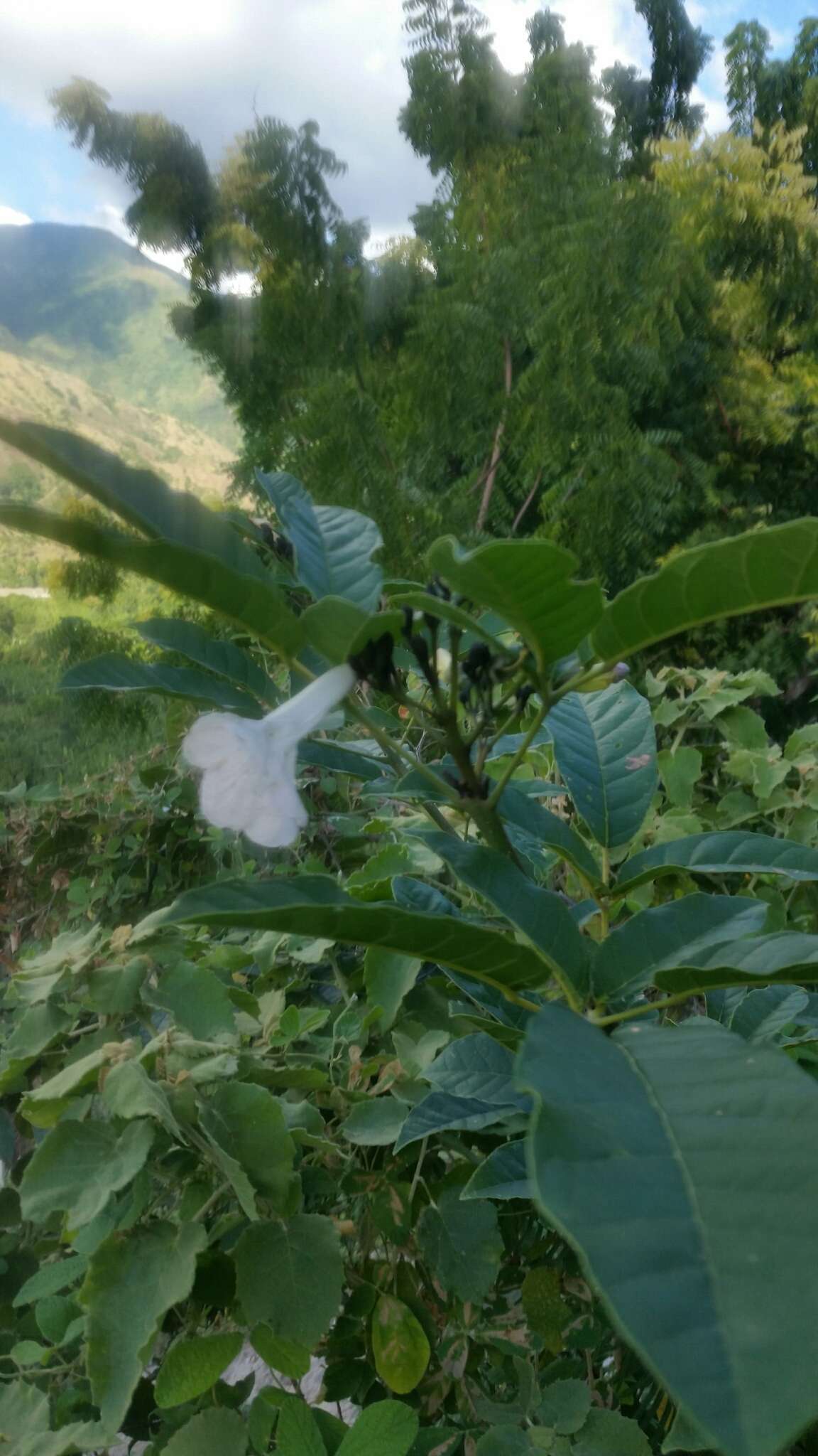 Image of Tabebuia calcicola Britton