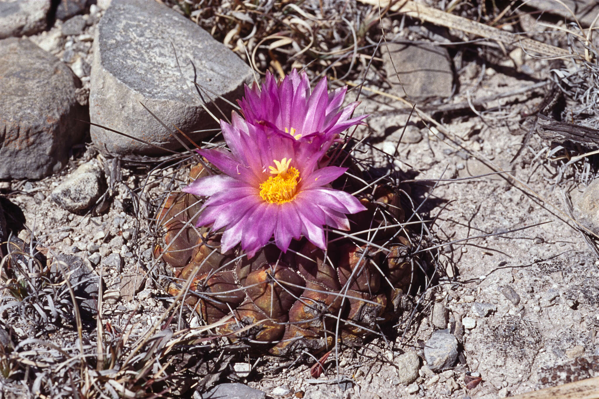 Image of Thelocactus buekii (Klein bis) Britton & Rose