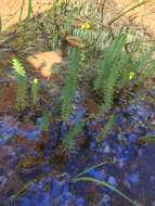 Image of Mare's Tail