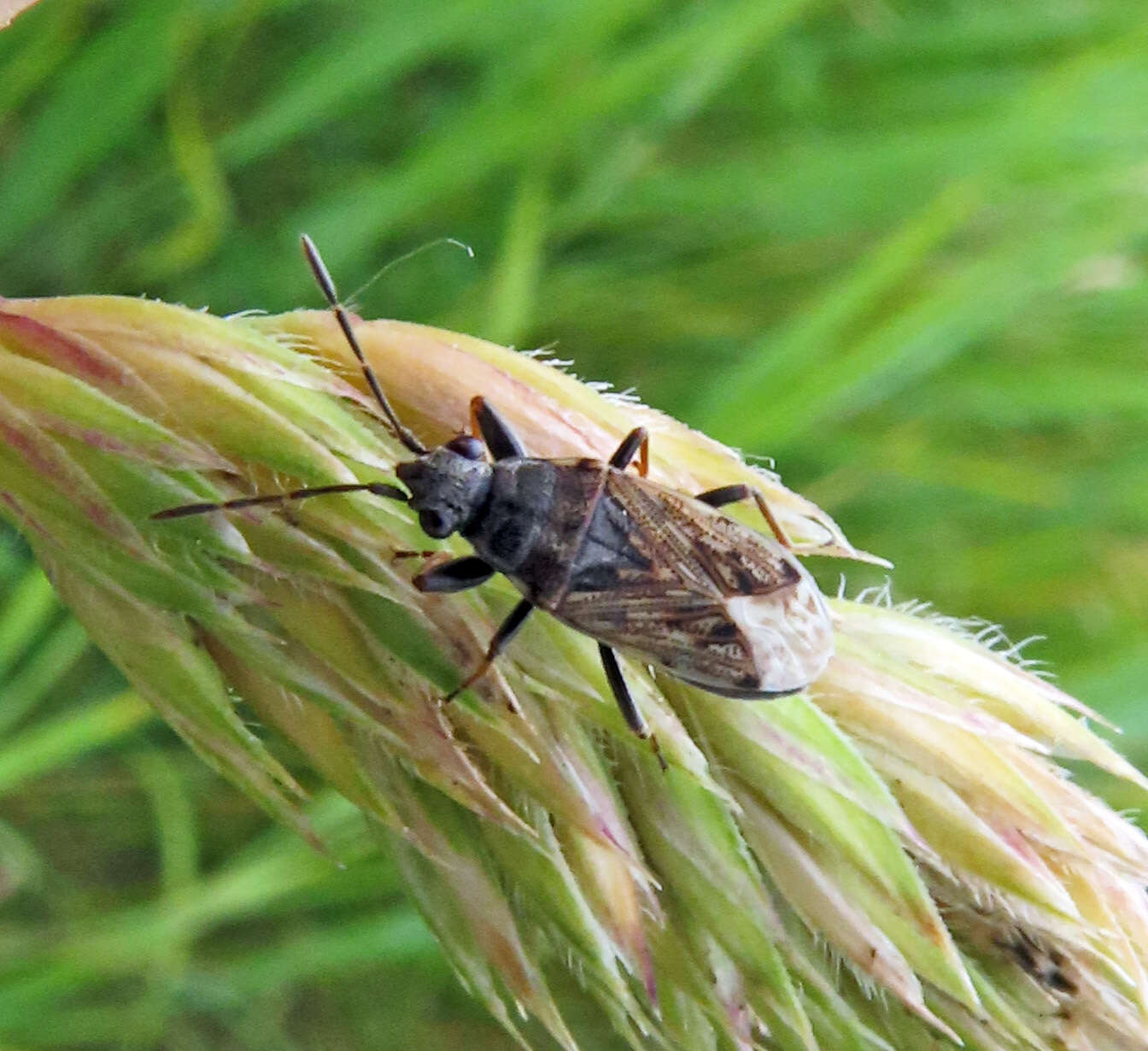 Imagem de Peritrechus gracilicornis Puton & A. 1877