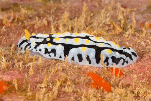 Image of Lumpy black bluegrey orange slug